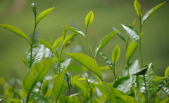 如何檢測茶葉中的農(nóng)藥殘留？