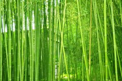 植物株高要如何測(cè)量？